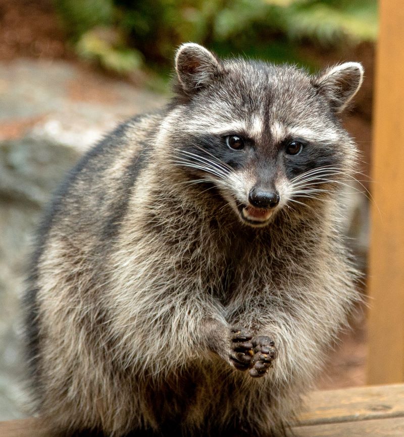 raccoon